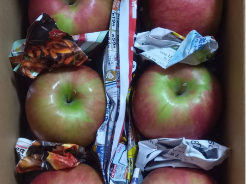 【収穫即日発送】サンつがる　家庭用　約1.5キロ【葉とらず】JA基準より60％減の低農薬栽培