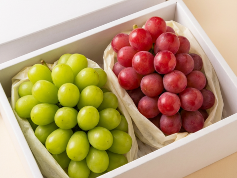 旬の味覚を贅沢に味わう葡萄セット 2房/1kg（シャインマスカット+おすすめ品種）