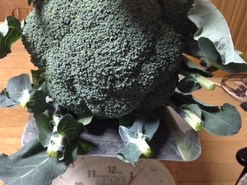子どもの野菜　自然栽培　ブロッコリーの王様グランドーム　１２０サイズ　７～８個