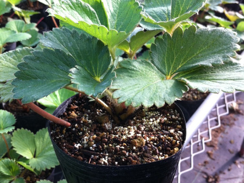 【ギフト可】完熟いちご化粧箱入り2箱【計24粒～33粒】