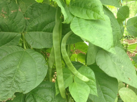 【シャキシャキ】ひらさやインゲン　1キロ