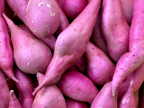 日替わり「さつまいも」2種類セット！色々なサイズ入り  5キロ箱【訳あり】