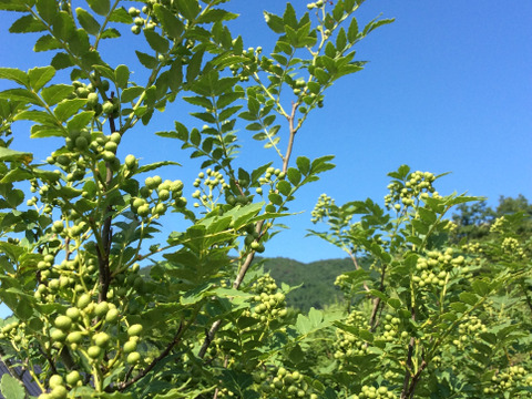 【予約商品】清々しい香り！実山椒300g  （かやぶきの里・
京都・美山産 栽培期間中農薬不使用）