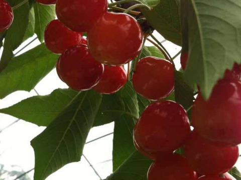 2026年予約販売山形県産さくらんぼ　紅秀峰　500グラム