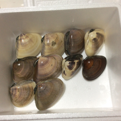 千葉県九十九里地はまぐり 1キロ入 千葉県のレビュー一覧 食べチョク 農家 漁師の産直ネット通販 旬の食材を生産者直送