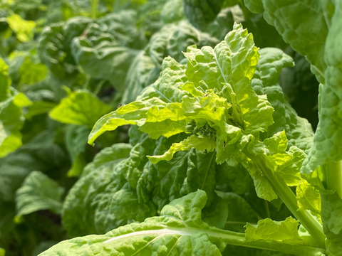 ≪予約販売≫☆有機JAS認証☆菜花100g×20袋セット2㎏【2月発送予定】