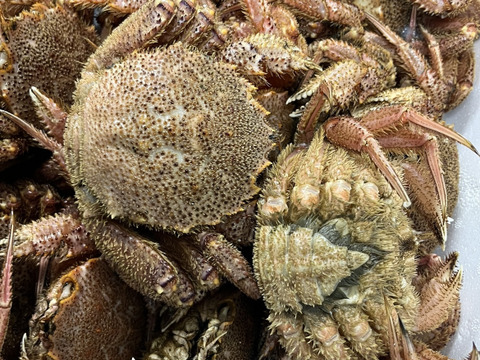 初物　世界三代漁場　　三陸産　（硬）毛蟹　1kg  （3〜5杯入り　）