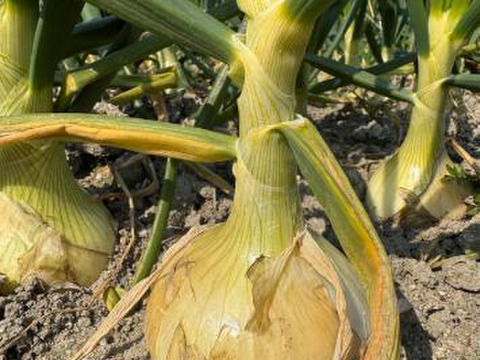 【予約】生産農家直送 淡路島産ブランド新玉ねぎ 『にじたま』超極早生品種 9kgダンボール入り（ご家庭用・30個前後） 使いやすいM・L・2L混在！≪水分量No1!!≫◎特別栽培　2月末頃から順次発送