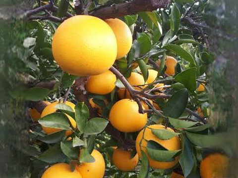 はっさく　3kg ふぞろい　格安です❗️