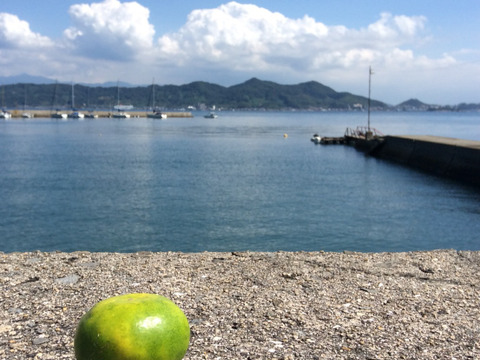 【残りわずか】愛媛県産！早生みかん　家庭用 10kg
みかん好きにはコレ！　甘みと酸味のバランスが絶妙な味わいを！
