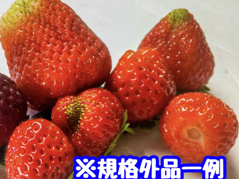 ※期間限定※【業務用】夏秋いちご［小サイズ]内容量4kg/8kg