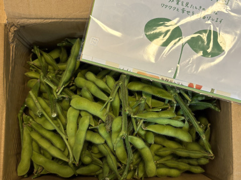 【大好評(^^♪ 】枝つき枝豆　“神風香”『アンチ　ステルス値下げ！』 (1600g) from 名水の里　神奈川県秦野市