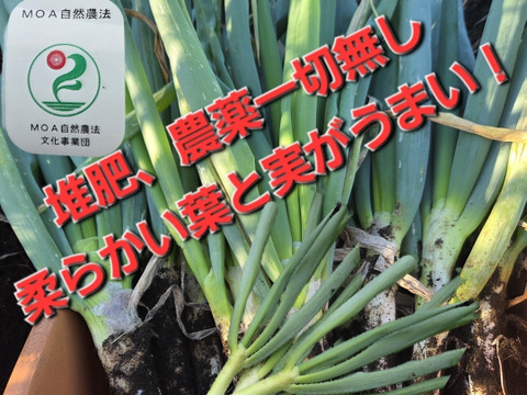 自然栽培認証ネギ　2キロ　根切り