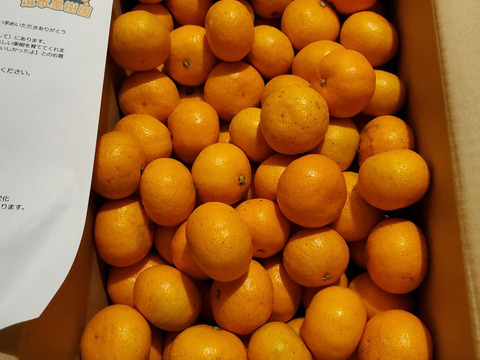 完熟冬みかん🍊　　　冬の寒さに耐えて樹上完熟みかん🍊甘ーいみかんです。酸味が欲しい方には少し物足りないかもしれません！