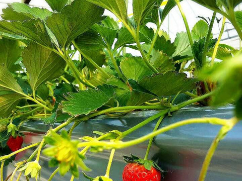 まるで宝石箱や〜！章姫イチゴ（ネット包装）