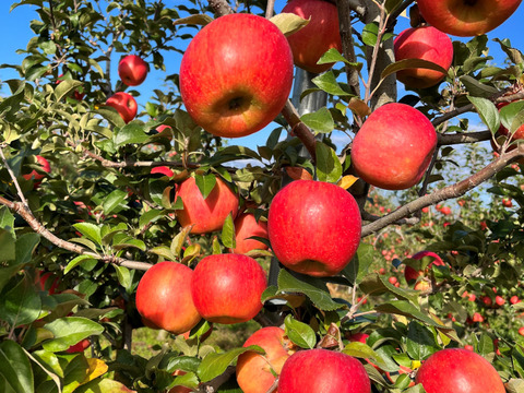 青森県産りんご　葉とらずりんご　高徳（こうとく）りんご　家庭用【5㎏　12～25個入り】