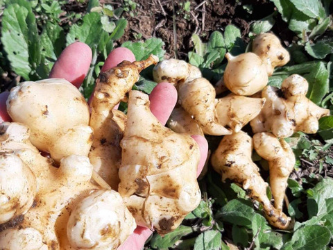 ＜湘南ご当地青汁＞菊芋青汁100包入【湘南きくいも】（メール便商品）