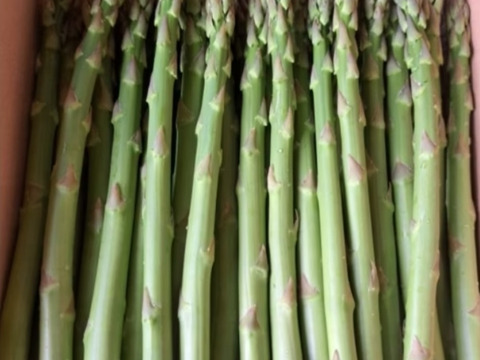 信州産 春どり アスパラガス（農薬・化学肥料不使用）