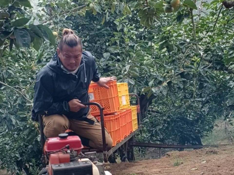 【特別栽培】和歌山県(桃山町産)　みかん【宮川早生】2kg