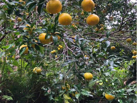 奄美大島の島はっさく☆完全農薬不使用栽培(八朔)○ご家庭用５キロ○プリプリでとってもジューシー！是非一度お試し下さい🍊