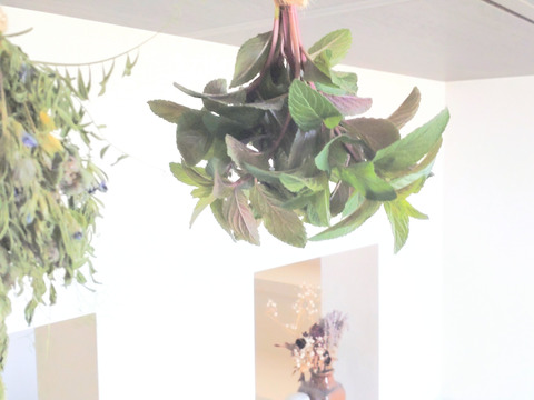 ペパーミント30本🌿爽やかな香り🌿約15cm☆自然栽培 🏣ゆうパック