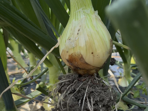 【栽培期間中農薬不使用】新鮮な採れたて新玉ねぎ2kg（6〜8個）