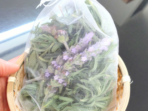 【単品☆メール便用】ラベンダー サシェ🌿今でしたら大きめの花をお入れできます（4月）ラベンダーデンタータの生葉と花をオーガンジーの袋に詰めました🌿ハーブ🌿そのまま吊り下げてドライにしてポプリなどに🌿
