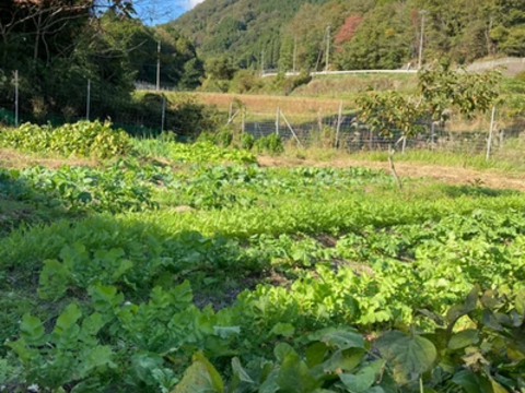 【農薬、肥料不使用！！粘りが強くねっとりとろ～り柔らか里芋！！】約4キロ