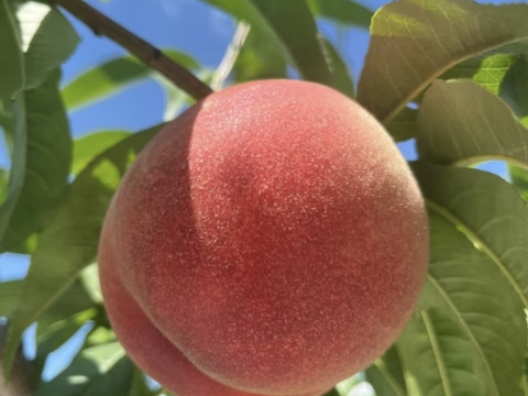 《予約商品》８月上旬～ 桃 あかつき 5キロ箱 13～18玉