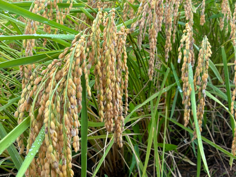 【超特栽❣️新米】ゆうだい21白米。甘味と粘りの綺麗な大粒❗️《超》特別栽培令和7年産能勢天神米“米王子🤴”《2kg真空パック》保存クリップ付。