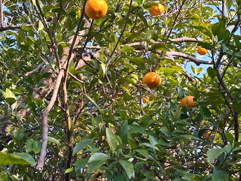 朝どれ野菜！ 詰め合わせセット 伊勢志摩産 4種類以上