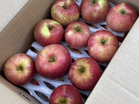 収穫祭 もぎたて!! 農薬節減  シャキシャキ! りんご 訳あり サンつがる 約5kg(15〜20玉) ご自宅用 ５キロ【8月下旬頃〜】