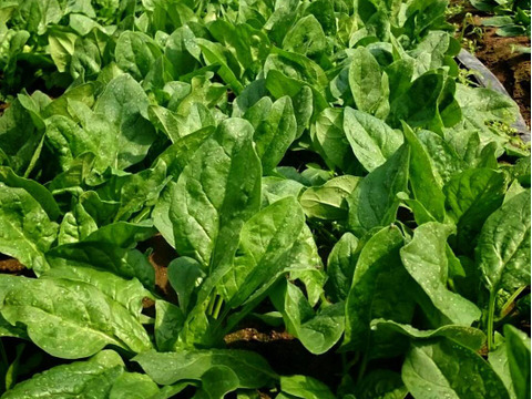 血をサラサラにしよう！新鮮ほうれん草