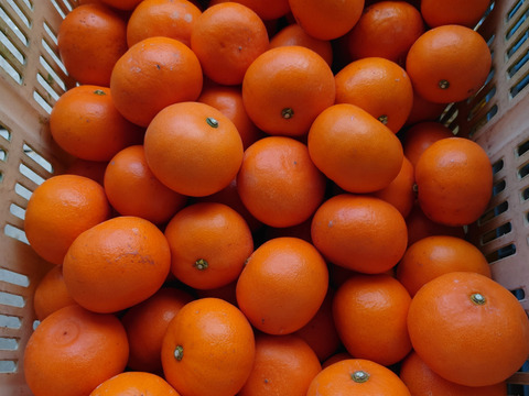 せとか　小玉2kg　2S～Sサイズ　愛媛県産