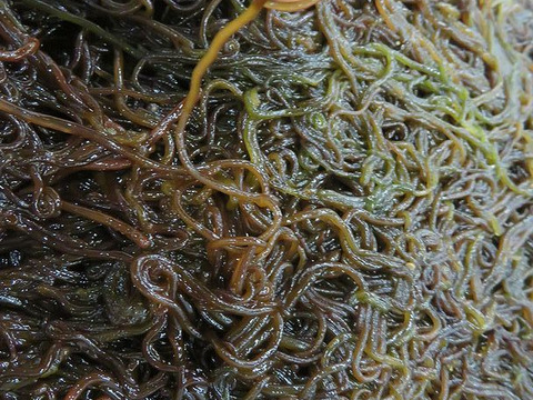 【海藻です】ウミゾウメン/希少な海藻/個性派食感/もずくと同じ食べ方でOK【生】