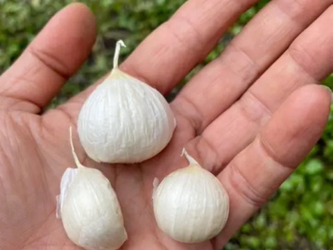 青森県産にんにく　バラ　800グラム　栽培期間中　農薬、化学肥料不使用　クリックポスト　サイズいろいろ