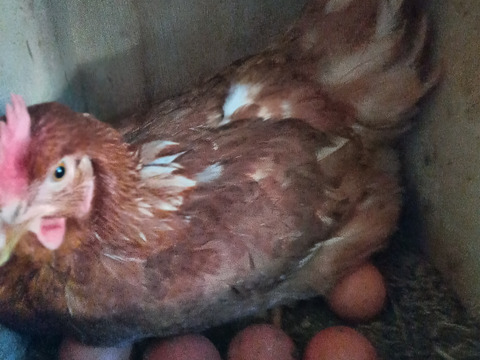放し飼いのびのび自然卵　純国産種赤鶏あずさの卵［30個]＋割れ保証付き