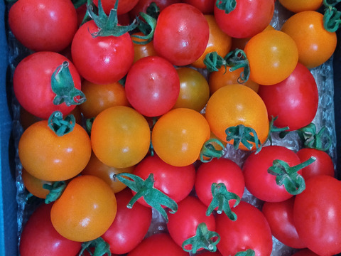 【期間限定】魔法の美味しさ！３種セット！樹上完熟でツヤツヤ！楽園トマトの詰め合わせ（１ｋｇ）【トマト食べ比べ】