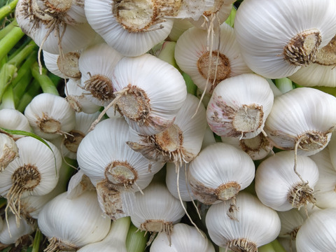 にんにく　上海早生　農薬化学肥料不使用　自家採種　500ｇ