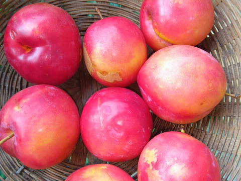 プラム　自然栽培