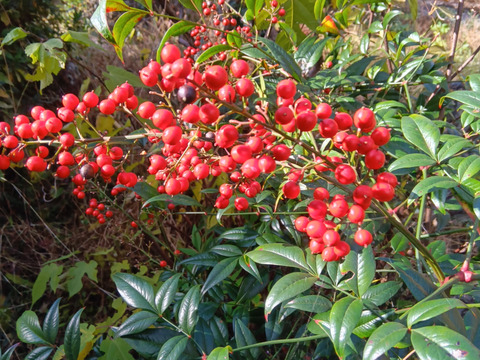 年越し3点セット　お野菜＆しめ縄　　肥料農薬不使用、自然栽培
