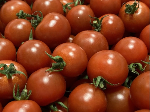 【甘くて芳醇ご褒美ミニトマト】　寒暖差で甘みが凝縮した今が旬！太陽の光をたっぷり浴びて育った高糖度ミニトマトをギフト箱でお届けします！自分へのちょっとしたご褒美、大切な方への贈り物にも！　2kg×1箱