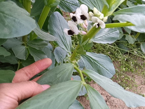 空豆　無施肥、化学的防除無し、自家採種 　1㎏ 送料500円OFF!