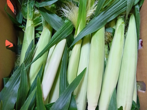 旬は一瞬！ヒゲ付きヤングコーン（50本）