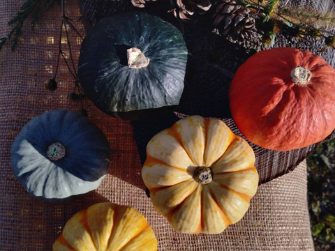 ホクホク甘いミニかぼちゃ”白い坊ちゃん”6個入り