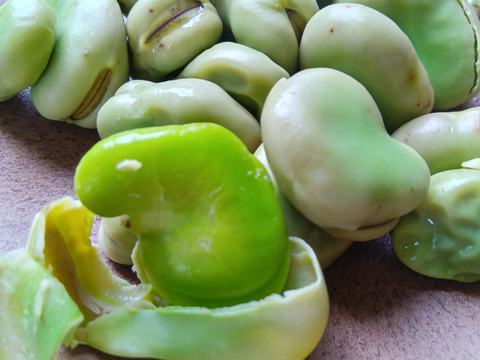 空豆　無施肥、化学的防除無し、自家採種 　1㎏ 送料500円OFF!