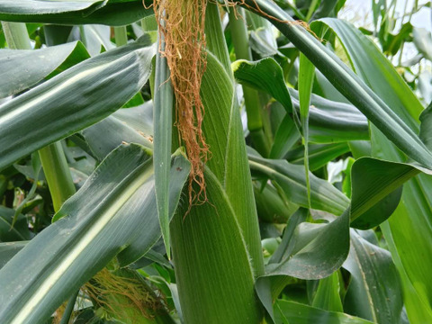 あま～い朝採りスイートコーン　６本入り