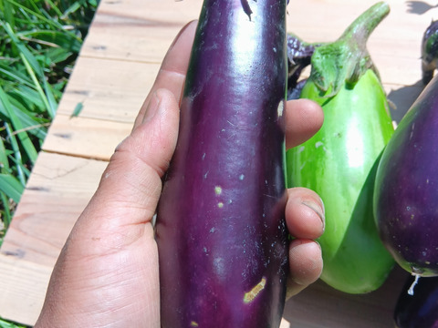 なす　肥料農薬不使用、自家採種