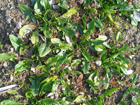 赤根ほうれん草　自然栽培　自家採種