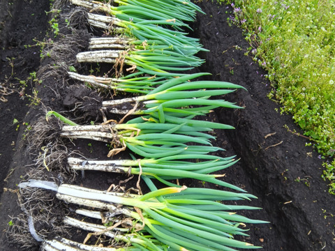 鳥取県産 白ネギ 10kg 長ネギ ねぎ 白ネギ 10kg 訳あり 国産